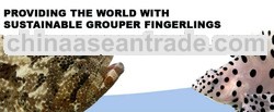 Assorted Grouper Fingerlings