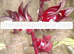 Yuzaf roselle jus and kordial food