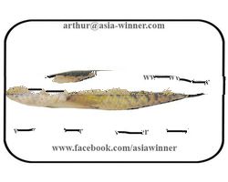 SHOIL FISH - Channa striata