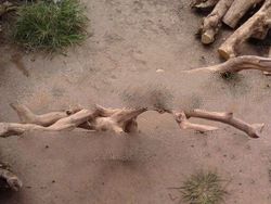 wooden Branch coffee tree for the Birds