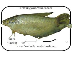 ACHER (Silonia silondia)