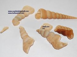 small shell indonesia