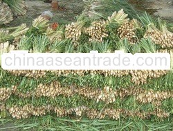 Lemongrass ( Cymbopogon Citratus )