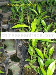 Agarwood ( Aquilaria Agallocha )