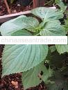 Perilla Plant leaf