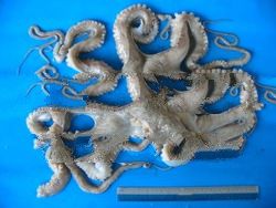 Frozen Octopus