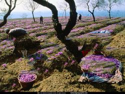 Saffron