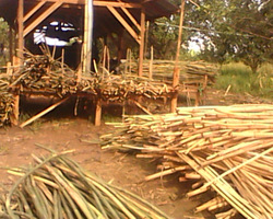 processed rattan