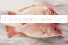 Red Snapper Seafood