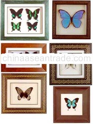 Butterflies and other insects from