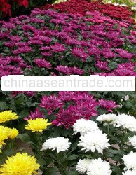 chrysanthemum