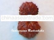 18Mukhi Gauri Shankar Rudraksha craft