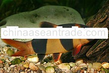 tropical live fish