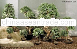 Bonsai Trees