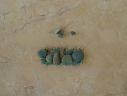 Natural Stone