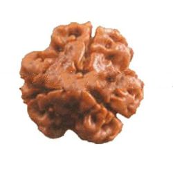 3 Mukhi
