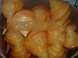 Aust Trump Seashells