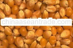 Yellow Corn