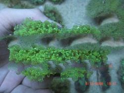 Metallic Green Frogspawn