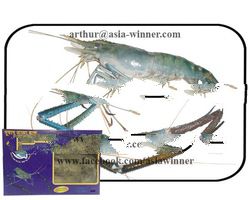MACROBRACHIUM ROSENBERGII [block]