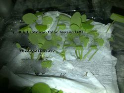 JUAL BIBIT SATOIMO F0