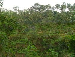 Land In Ubud