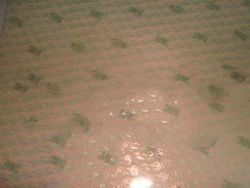 Holographic Label (CFS)