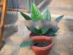 anthurium superbum