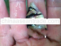 tiger fish (daitnodes macrolepis)
