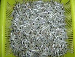 Anchovy