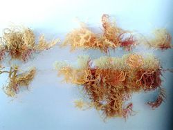 young dried corals