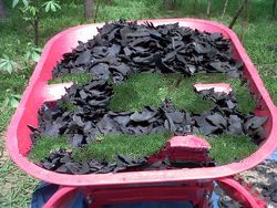 n coconut shell charcoal