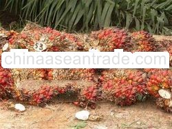 RBD Palm Oil
