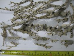 Raw Sea Bamboo Coral
