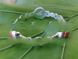 BFMN0014 - Sterling Silver Bangle with Iridescent Glass Gem Red Marbles