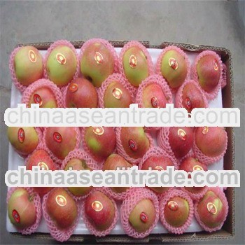 wholesale prices apple fruit/fresh gala apple