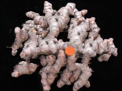 fresh turmeric / curcuma