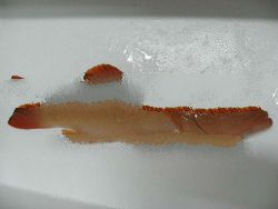 Red Suno, Brown Suno, Tiger Grouper, Red Grouper, Green Grouper