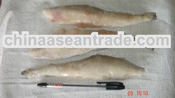 Lotia Fish (Harpadon Nehereus)