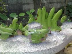 Banana Fresh Fruit from Thailand 100%