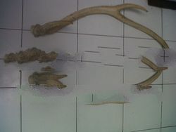 OLD hartshorn (100 YEARS).1 meter