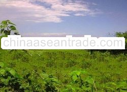 Land in Karawang, West Java, 