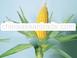 sweet corn