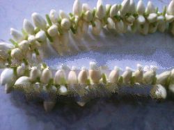 Jasmine Flowers String