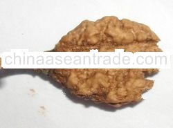 trijuti ( One Mukhi )