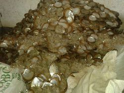 RAW CULTURED MOTHER OF PEARL (MOP) SHELL