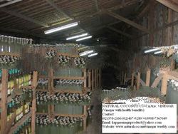 kapgreen coconut cider vinegar