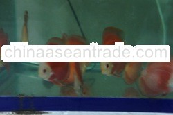 Discus Fish