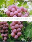 Grape Seed Extract 95%