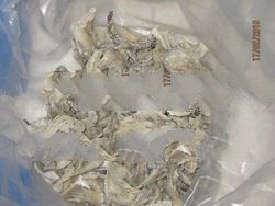 Aerodramus Fuciphagus (House Nest Swiftlet)